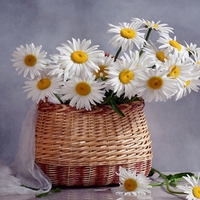 Daisies
