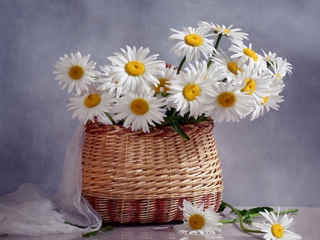 Daisies - pretty, yellow, romantic, daisy, romance, spring, flowers, daisies, nice, for you, beautiful, photography, beauty, colors, lovely, with love, still life, petals, harmony, basket, white, nature