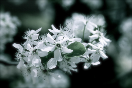 Beautiful branch (for Roxanna) - pic, branch, colour, image, beautiful, photography, photo, tree, flowers, white, nature, picture, color, wall, wallpaper