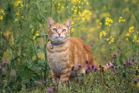 Loving Nature - flowers, yellow, purple, field, cat