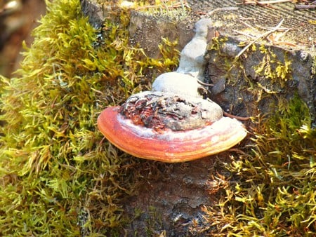 Mushroom on a stump - mushroom, moss, forest, tree stump