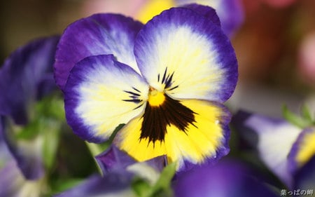 Pansies (Viola tricolor) - nature, yellow, flowers, violet, pansies