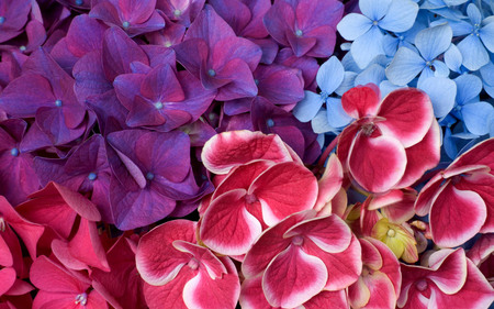 Hydrangea - flowers, colours, nature, blue, beauty, violet, hydrangea, pink