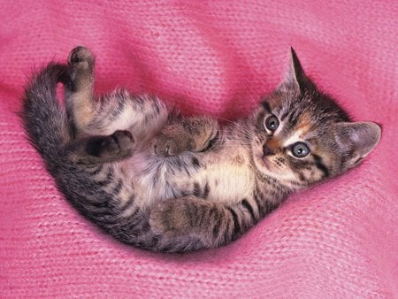 Soft bed - animal, kitten, feline, sweet, cat