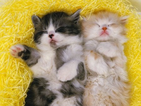 Adorable brothers - animal, sleep, kitten, feline, sweet, cat