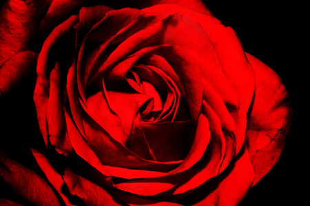 Red rose - nature, flowers, roses, red