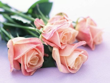 Pink roses - flower, rose, pink, nature, petal