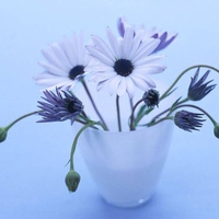 Blue still life