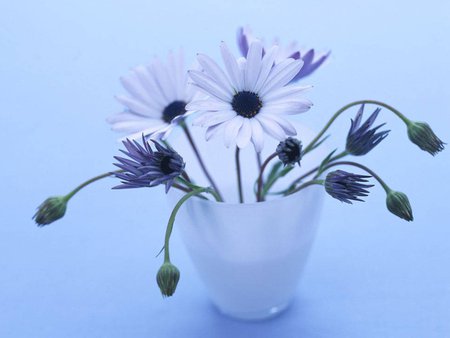 Blue still life - nature, petal, blue, daisy, still life, flower