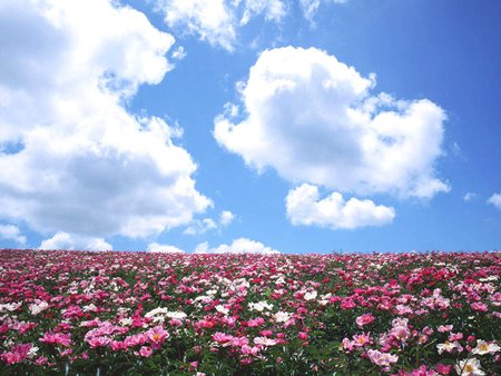 Wild flower field - field, sky, flower, nature