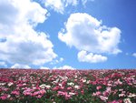 Wild flower field