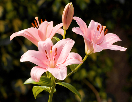 Pink lilly - nature, lilly, flowers, pink