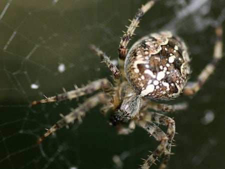 Spider - spider, insecta, spider canvas, animals