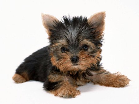 Sweet yorki - brown, puppy, yorki, dog, animal, sweet, pet