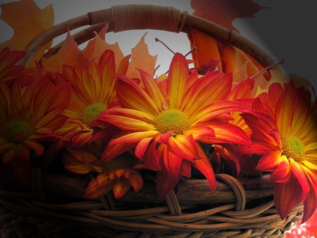 Flowers in basket - flowers, basket, orange, nature