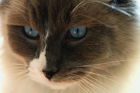 Blue eyes - eyes, cats, blue, animals