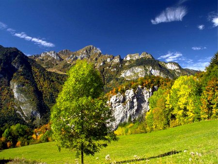 Pure nature - field, tree, nature, grass