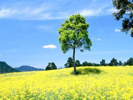 Flower field - flower, field, tree, nature, grass