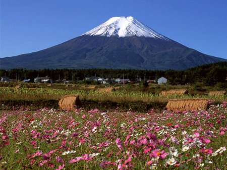 Fuji and wild flower field - nature, mountain, fuji, field, tree, grass