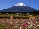 Fuji and wild flower field