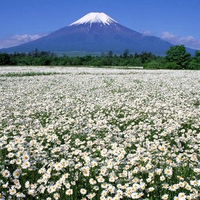 Fuji and flower field