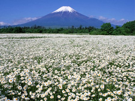 Fuji and flower field - flower, field, tree, nature, daisy, grass