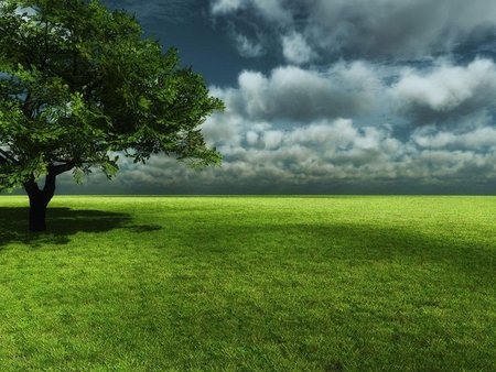 Field - cloud, sky, field, tree, nature, grass