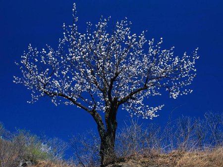 Lonely tree - field, grass, nature, tree