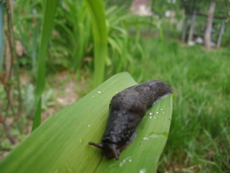 I catch you ! - catch, speed, snail, green, black