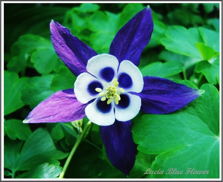 strange beauty 1 - nature, macro, plants, flower