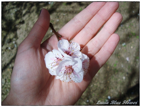 little flower - nature, macro, flower, blossome tree