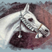 Gray Arabian Stallion - Nazeer F