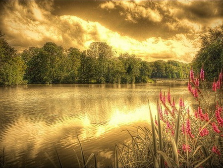 Morning gold - golden sky, lake, plants, clouds, flowers, trees