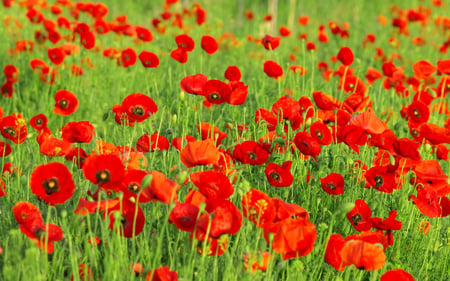 Red - nature, field, flowers, red