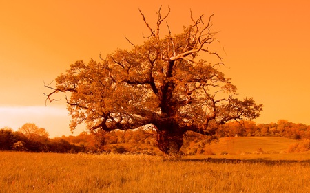 Tree of Life - fields, nature, beautiful, tree, colors, golden