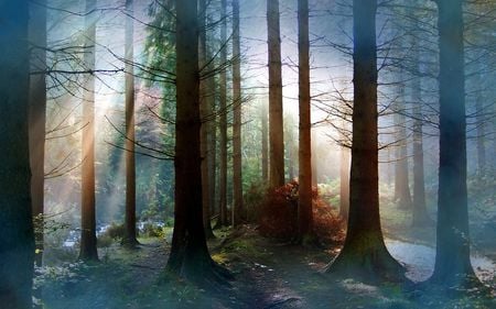 magic forest - beauty, rays, scary, trees, sunlight, sun, shadows, photography, nature, sunrays