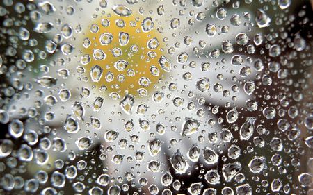 daisy droplets - droplets, photography, water, wet, unique, reflections, nature, pretty, unusual, flowers