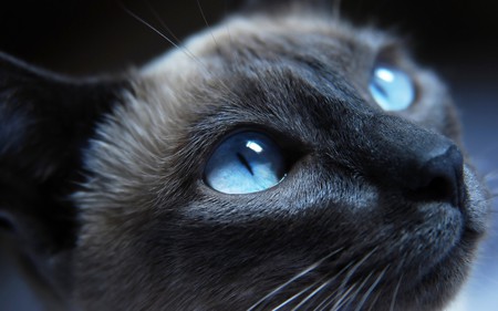 gorgeous feline - cat, eyes, photography, kitty, kitten, siamese, face, pretty, blue, beautiful, cats, animal