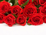 Beautiful red roses