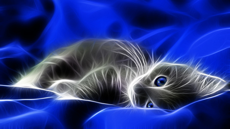 Kitten - cute, playful, blue, cat