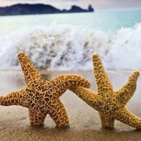 dancing starfish