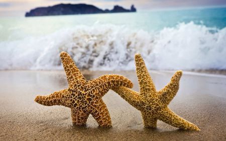 dancing starfish - beach, ocean, photography, water, wet, funny, waves, starfish, star, fish, island, humor, sand