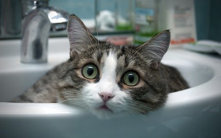 Cat - funny, eyes, sink, whiskers, bathroom, cat