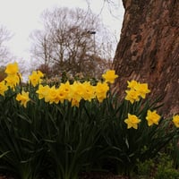 golden daffodils