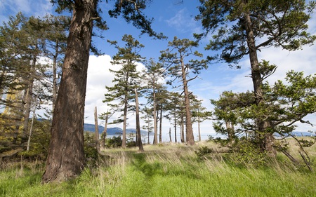 Windswept Bluff - nature, coasline, forests, clouds, blue, beautiful, skies, mountains