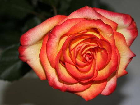 rose - nature, red, beautiful, rose, flower