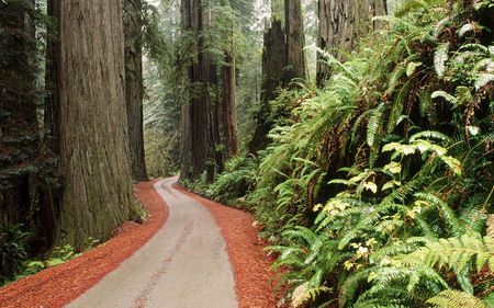 a path in cali - california, scenic, forests, trees, photography, greenery, wallpaper, path, road, nature, forest, scenery, green, tree, new