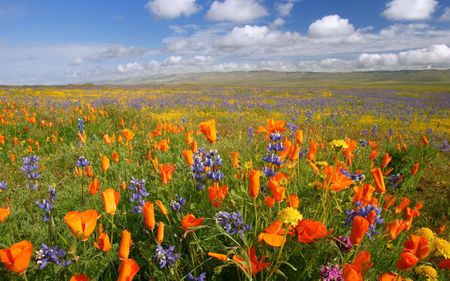 dreamy field - flowers, clouds, nature, yellow, beauty, field, orange, sky