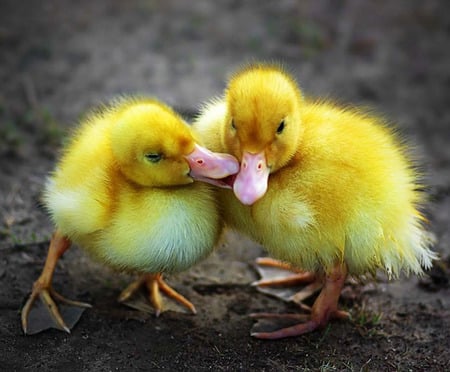 ducklings - birds, yellow, little, sweet, ducklings