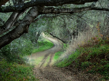 Forest Road - trees, summer, amazing, beautiful, mystic, road, forest, tree, deep, nature, green, nice, art